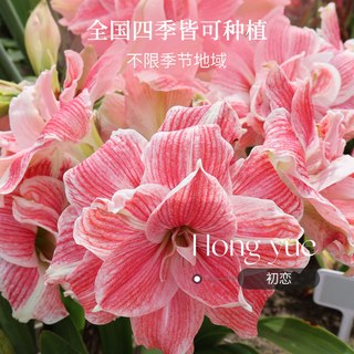 虹越 阿弗雷朱顶红种球 单瓣重瓣 南非 园艺花卉