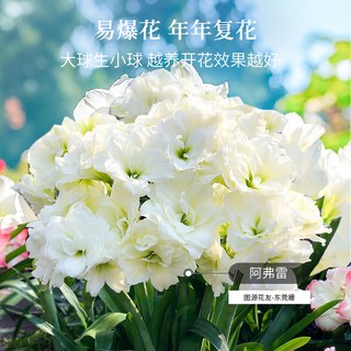 虹越 阿弗雷朱顶红种球 单瓣重瓣 南非 园艺花卉