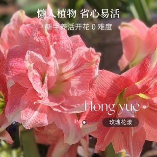 虹越 阿弗雷朱顶红种球 单瓣重瓣 南非 园艺花卉