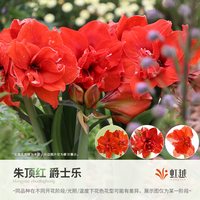 虹越 阿弗雷朱顶红种球 单瓣重瓣 南非球根花卉