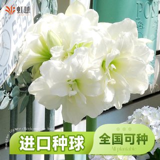 虹越 阿弗雷朱顶红种球 单瓣重瓣 南非 园艺花卉