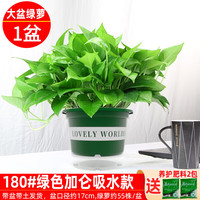 绿有意 绿萝 180#绿加仑吸水盆绿萝一盆+2肥 带盆带土发货