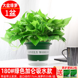 绿有意 绿萝 180#绿加仑吸水盆绿萝一盆+2肥 带盆带土发货