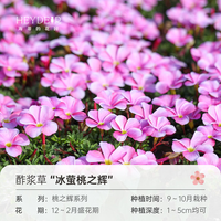 海蒂的花园 酢浆草种球多年生好养花卉植物阳台庭院花卉多色绿植种子种球植物 酢浆草冰萤桃之辉(10球装)