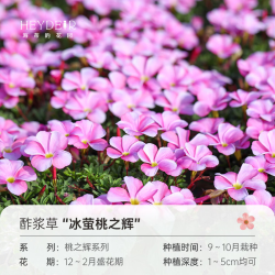 海蒂的花园 酢浆草种球多年生好养花卉植物阳台庭院花卉多色绿植种子种球植物 酢浆草冰萤桃之辉(10球装)