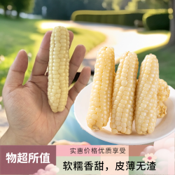 版纳老品种新鲜真空即食代餐营养软糯香甜