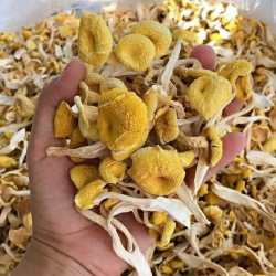 东北深山榆黄蘑-蘑菇煲汤炒菜鲜美250g*2袋
