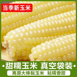 东北头茬白糯玉米低脂代餐真空独立包装单根260克