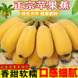 俊怡 正宗广西苹果蕉超甜9斤5斤当季新鲜水果西贡粉蕉香蕉