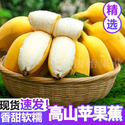 俊怡 广西苹果蕉9斤5斤甜粉蕉应季新鲜水果西贡蕉香蕉非福建芭蕉俊怡T