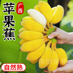 苹果蕉香甜软糯自然成熟3/5斤新鲜水果产地直发香蕉粉蕉芭蕉星域