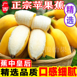 广西香甜苹果蕉新鲜水果9斤5斤应季时令香蕉芭蕉批发产地直销直播