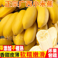 广西香甜小米蕉现摘当季新鲜水果1/5/10斤皇帝粉蕉