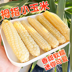 鲜蜂队 西双版纳拇指玉米白糯玉米独立包装小玉米1/2斤TY