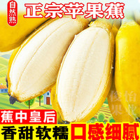 俊怡 正宗广西苹果蕉新鲜5斤应季水果甜香蕉西贡粉蕉批发