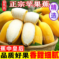 俊怡 正宗广西苹果蕉产地直销9斤5斤水果香蕉新鲜粉芭蕉