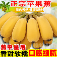 俊怡 正宗广西苹果蕉香甜当季新鲜水果香蕉3/5/9斤西贡蕉粉蕉芭蕉