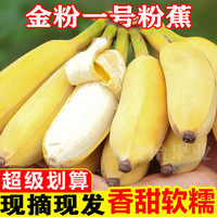 俊怡 广西金粉一号粉蕉产地直发9斤5斤香甜软糯非苹果蕉西贡蕉新鲜水果