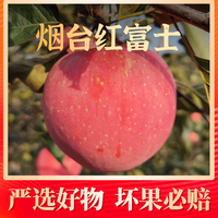 甄味唻农场 山东烟台红富士苹果4.5斤中果/大果约8-11个T