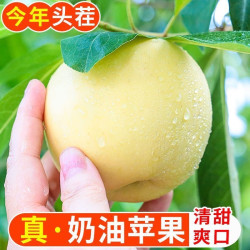 江畔寻果 山东奶油富士苹果4.5斤中果/大果应季水果现摘现发