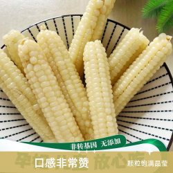 赛鲜者 5斤云南拇指小玉米糯玉米粒玉米非转基因孕妇水果1斤新鲜低脂期