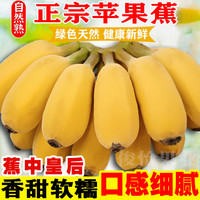 俊怡 正宗广西苹果蕉当季时令新鲜水果2/5/9斤粉蕉香蕉批发