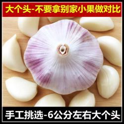 大蒜头干蒜2024年新鲜晒干蒜头大蒜白紫皮农家自种