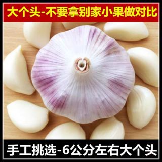 大蒜头干蒜2024年新鲜晒干蒜头大蒜白紫皮农家自种