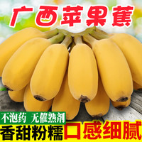 俊怡 广西苹果蕉新鲜水果当季直播卖货芭蕉非海南粉蕉批发香蕉2-10斤