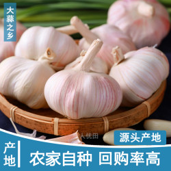 产地新干大蒜可种可腌大蒜头紫白皮农家土蒜带箱1斤半
