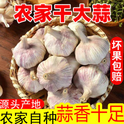 新晒大蒜头新干蒜5斤紫白皮大蒜头河南特产2斤3斤9斤