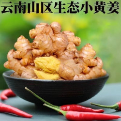 左格 云南小黄姜现挖自己家种植新鲜净重0.5-9斤鲜姜包邮