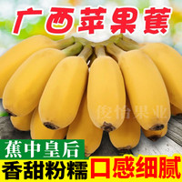 广西苹果蕉农家现摘产地直发新鲜水果粉香蕉1/5/10斤