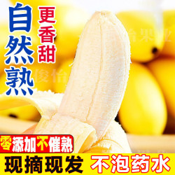 正宗广西小米蕉当季新鲜水果非西贡粉蕉整箱批发2-9斤