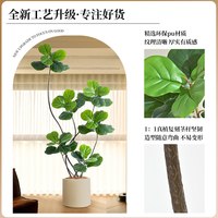 雅致 仿真琴叶榕 大型落地盆栽