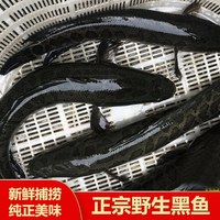 渔水依 微山湖黑鱼片