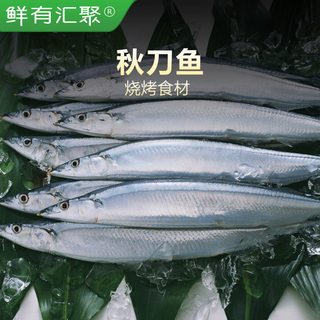 鲜有汇聚 秋刀鱼