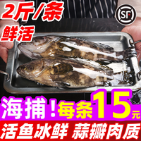 兔闪达 石斑鱼
