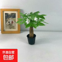 京喜 发财树盆栽室内桌面绿植大发财树苗招财树吸甲醛植物 单杆发财树