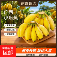 广西小米蕉当季新鲜应季水果日日鲜香甜小香蕉芭蕉孕妇水果整箱 带箱2斤 酸甜口的小香蕉