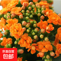长寿花盆栽重瓣大花带花苞花苗四季室内开花好养的花卉植物 1.米橙(带花苞)送肥料 不含盆