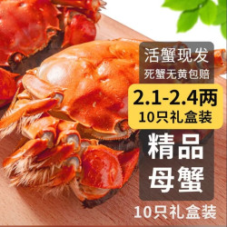 乾澄 大闸蟹 活蟹 全母蟹2.1-2.4两 10只 去绳足重鲜活六月黄螃蟹海鲜礼盒装