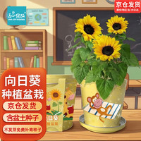 Bloom Life IAM City Farmer向日葵种子 迷你盆栽 儿童种植花卉盆栽套装室内种植61儿童节礼物