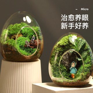 子乐湾 苔藓微景观生态瓶 桌面迷你盆栽