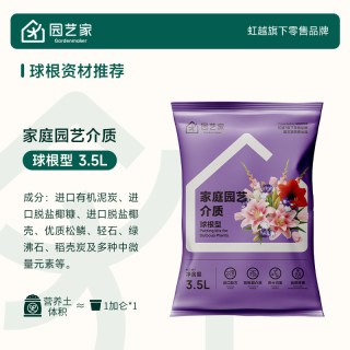 虹越 阿弗雷朱顶红种球 单瓣重瓣 南非 园艺花卉