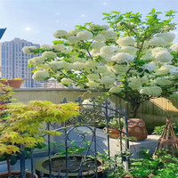 中梦 中华木绣球树苗 5公分粗壮造型 盆栽花卉