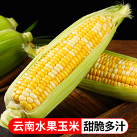 鲜蜂队 云南水果玉米3斤5斤
