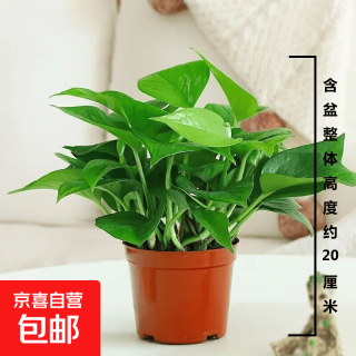 京喜自营-专用品牌 绿萝盆栽室内客厅绿萝+原盆原土 整体含盆高度20-25cm只要2.99元