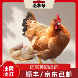 徽丰号 正宗一年以上黄油老母鸡每只两斤以上谷饲喂养包邮