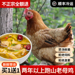 乡公馆 土鸡老母鸡品质山区新鲜宰杀正宗农家散养土鸡跑山鸡散养鸡走地鸡